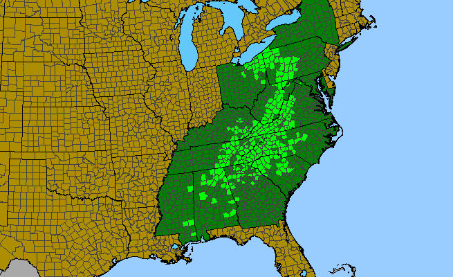 The range of Viola hastata